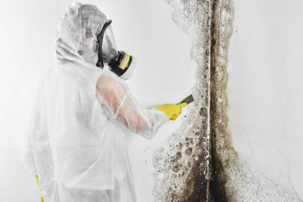 Best Best Mold Removal Companies  in Clinton, MO