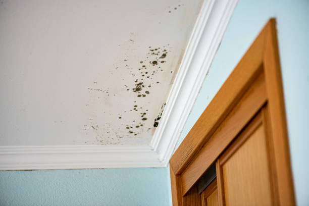 Best Local Mold Removal Service  in Clinton, MO