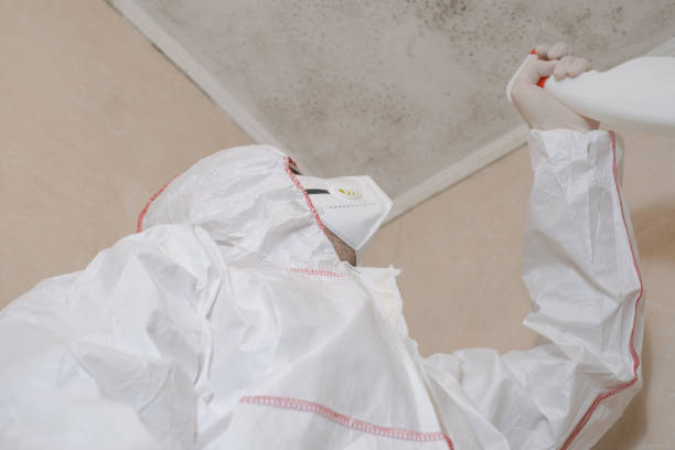 Professional Mold Removal in Clinton, MO