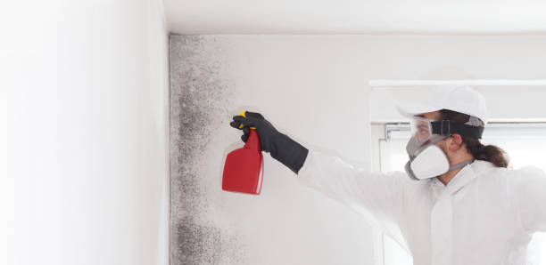 Best Office Mold Removal Services  in Clinton, MO