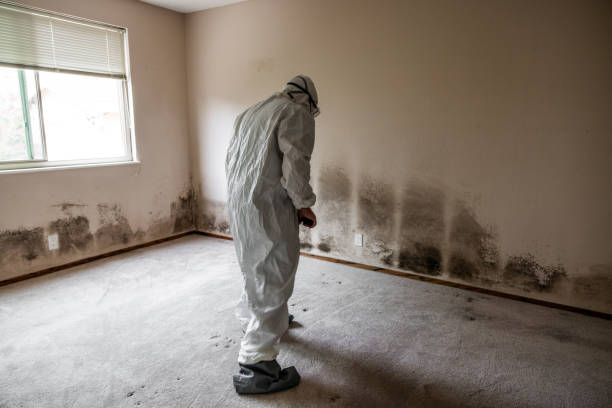 Best Mold Removal and Inspection  in Clinton, MO